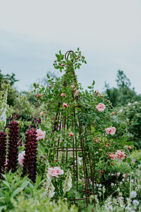 Espalier rust